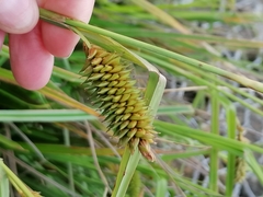 Carex clavata
