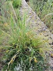 Carex clavata