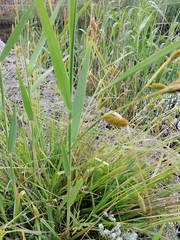 Carex clavata