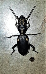 Anthia cephalotes