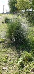 Cortaderia selloana