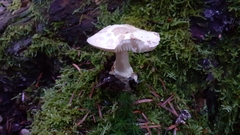 Fungi