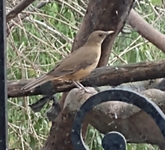 Turdus grayi