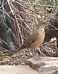 Turdus grayi