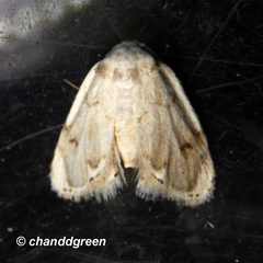 Niphopyralis