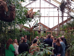 Amorphophallus decus-silvae