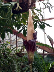Amorphophallus decus-silvae
