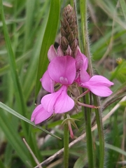 Indigofera guaranitica