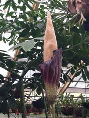 Amorphophallus decus-silvae