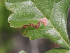 Stigmella prunifoliella