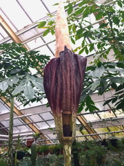 Amorphophallus decus-silvae