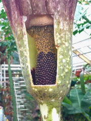 Amorphophallus decus-silvae
