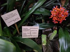 Fittonia gigantea