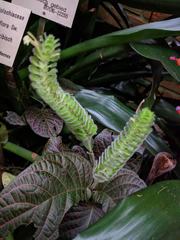 Fittonia gigantea