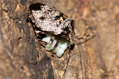 Antiteuchus