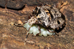 Antiteuchus