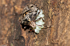 Antiteuchus