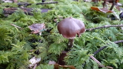 Fungi