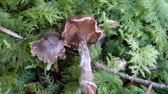 Fungi