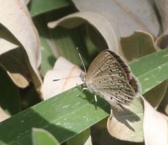 Zizeeria knysna knysna