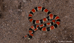 Sonora palarostris
