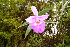 Sobralia macrantha
