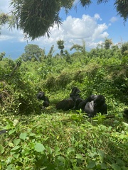 Gorilla beringei