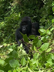 Gorilla beringei