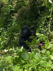 Gorilla beringei