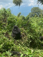 Gorilla beringei