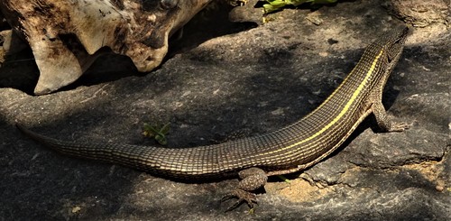 Common Giant Plated Lizard