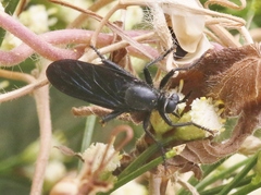 Ospriocerus aeacus