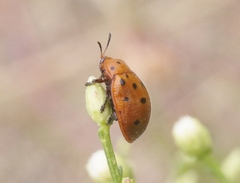 Chelymorpha phytophagica