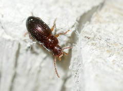 Ectromopsis tantilla