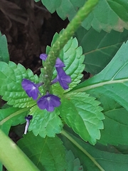 Stachytarpheta urticifolia