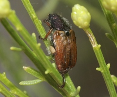Strigoderma pimalis
