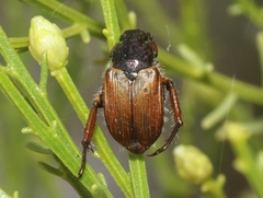 Strigoderma pimalis
