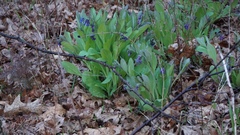 Mertensia virginica