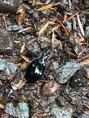 Scaphinotus angusticollis