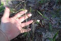 Stylisma pickeringii