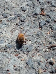 Apis mellifera