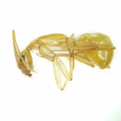 Camponotus festinatus