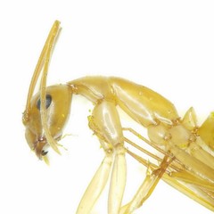 Camponotus festinatus