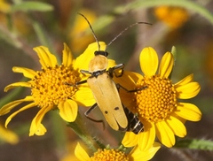 Chauliognathus misellus