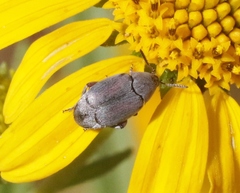 Mimosestes amicus
