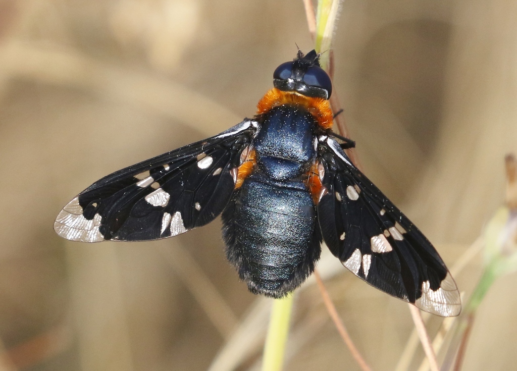 Exoprosopini