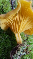 Chrysomphalina chrysophylla