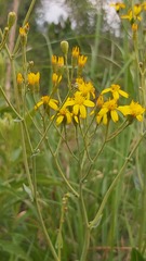 Senecio latifolius