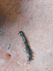 Hemiscolopendra marginata