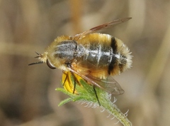 Lordotus striatus